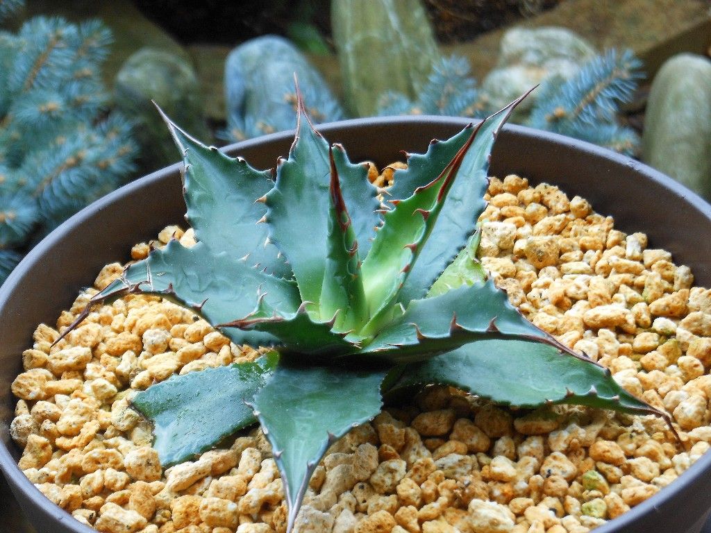 アガベ』 【モンタナ】 : 【My Favorite Plants】