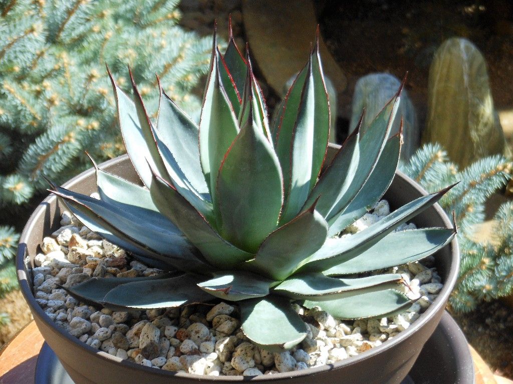 アガベ エバープラント産 ブルーダイヤモンド アガベ エバープラント産