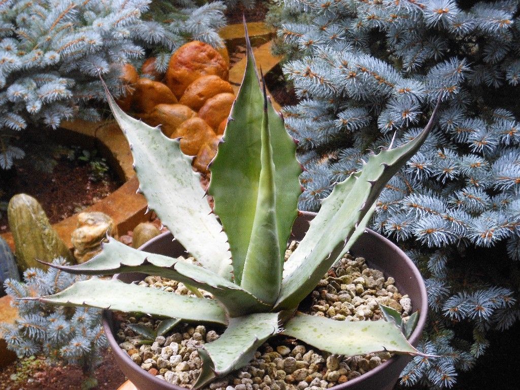 アガベ』【スカブラ】（アスペリーマ） : 【My Favorite Plants】