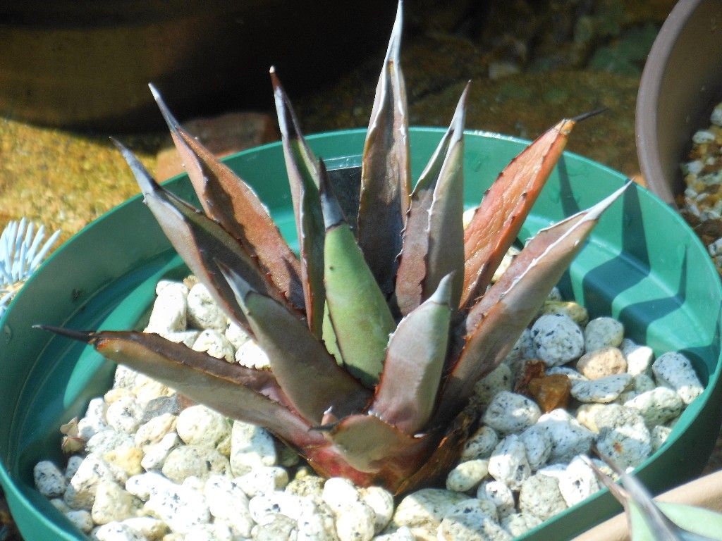 【現品】アガベ・リトルシャーク　ブルーエンペラー　ロイヤルクラウン　10号　N8 アガベ』【リトルシャーク】 : 【My Favorite Plants】