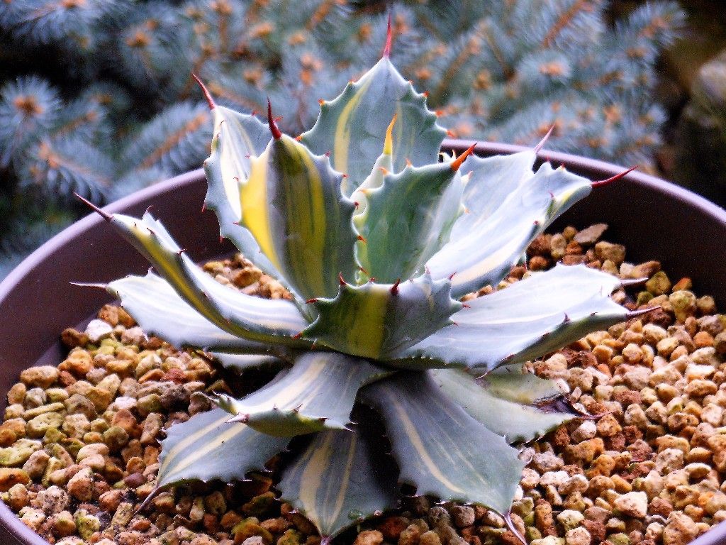 アガベ』【楊貴妃】２ : 【My Favorite Plants】