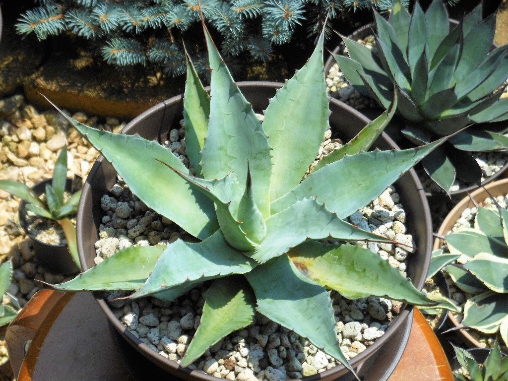 アガベ』 【オバティフォリア バンジー】 : 【My Favorite Plants】