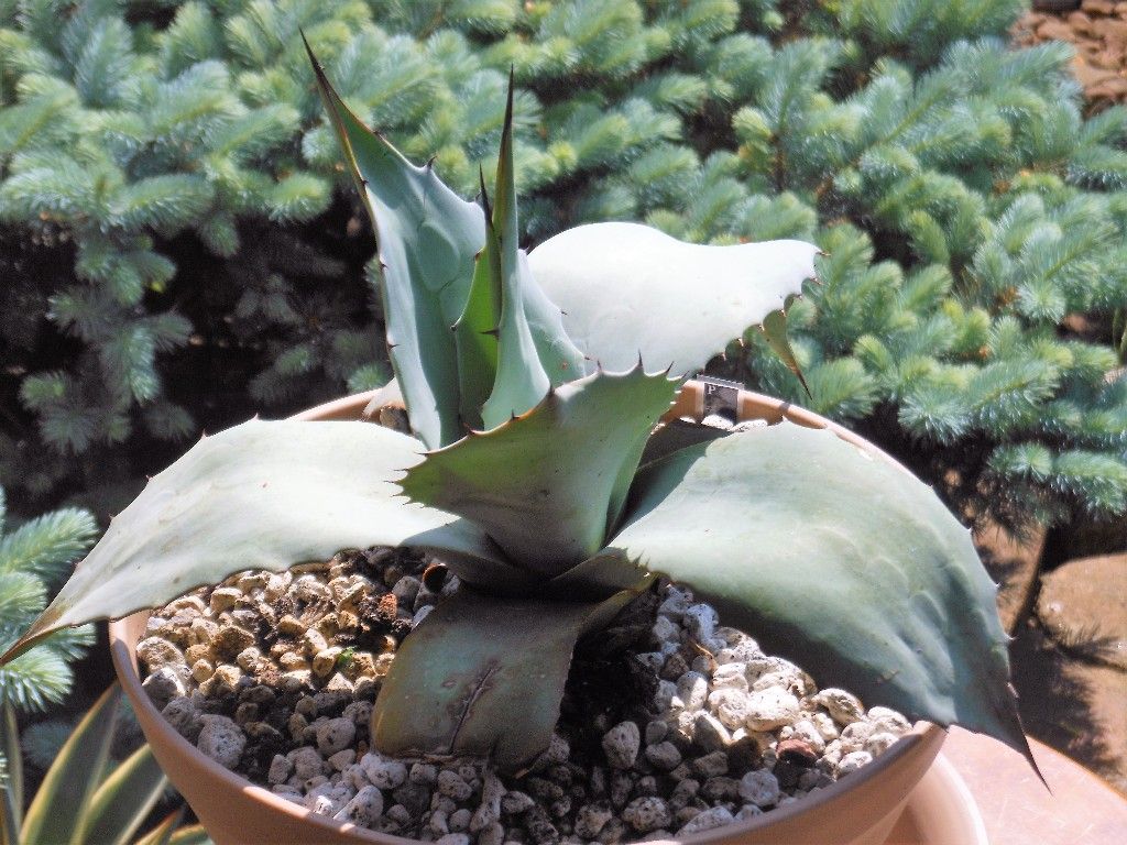 アガベ』 【デザート ラブ】 : 【My Favorite Plants】