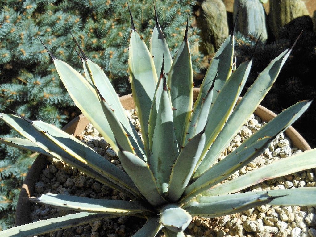 アガベ』 【マクロアカンサ ブルーリボン】 : 【My Favorite Plants】