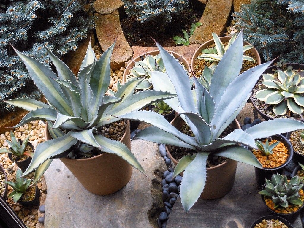 アガベ』 【アメリカーナ プロトアメリカーナ レモンライム】2 : 【My