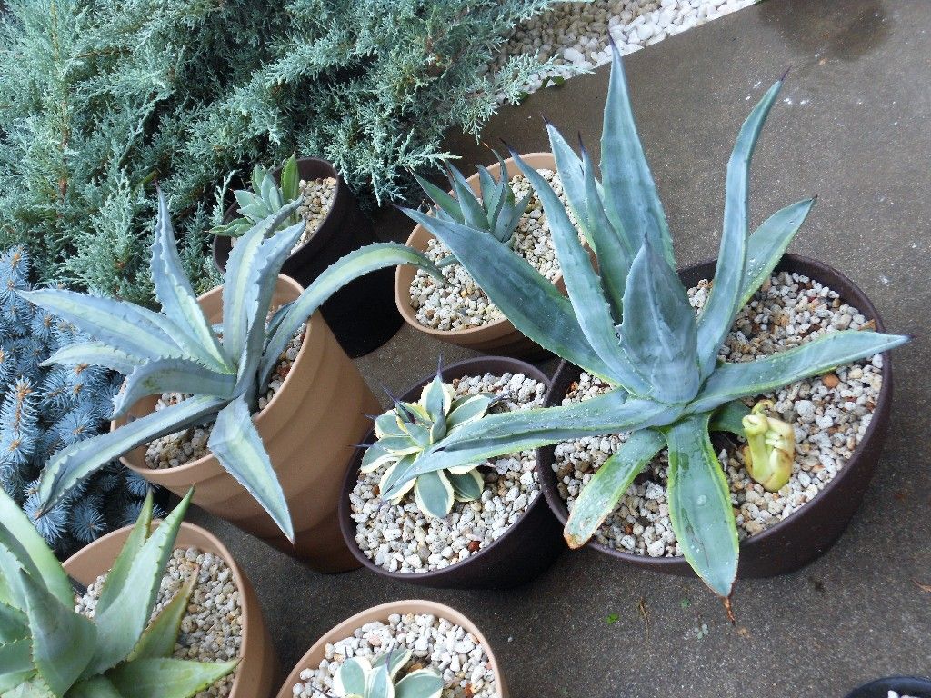 アガベ』 【アメリカーナ ライムエッジ】 : 【My Favorite Plants】