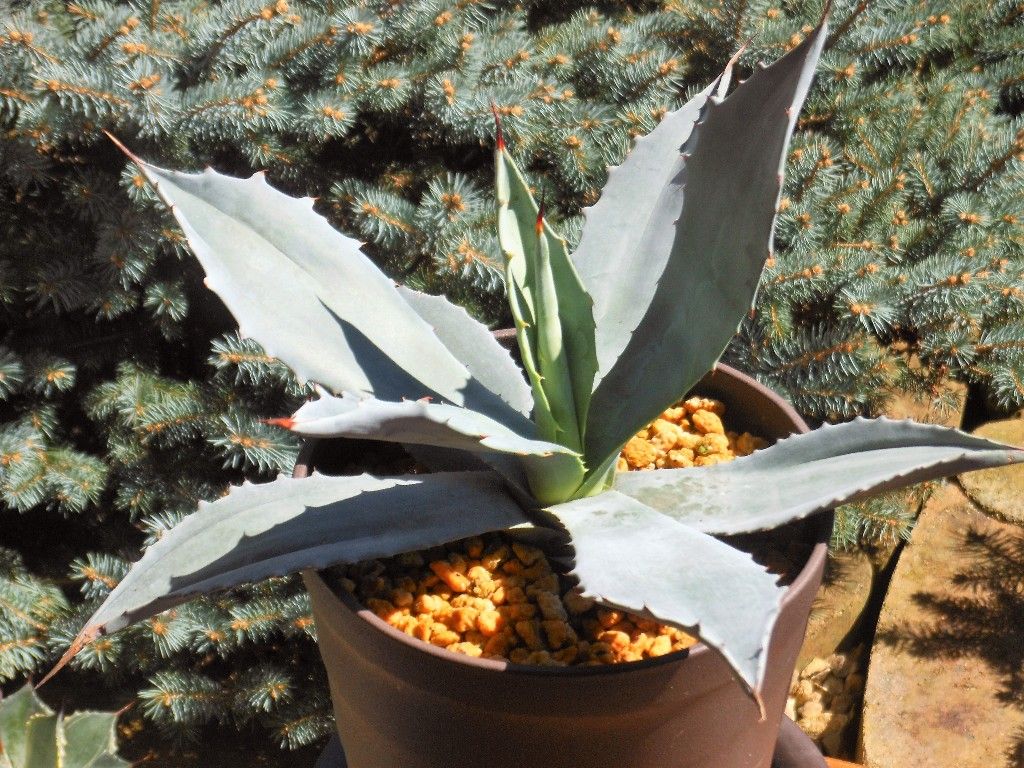 アガベ』 【ウィンテリアーナ】 : 【My Favorite Plants】