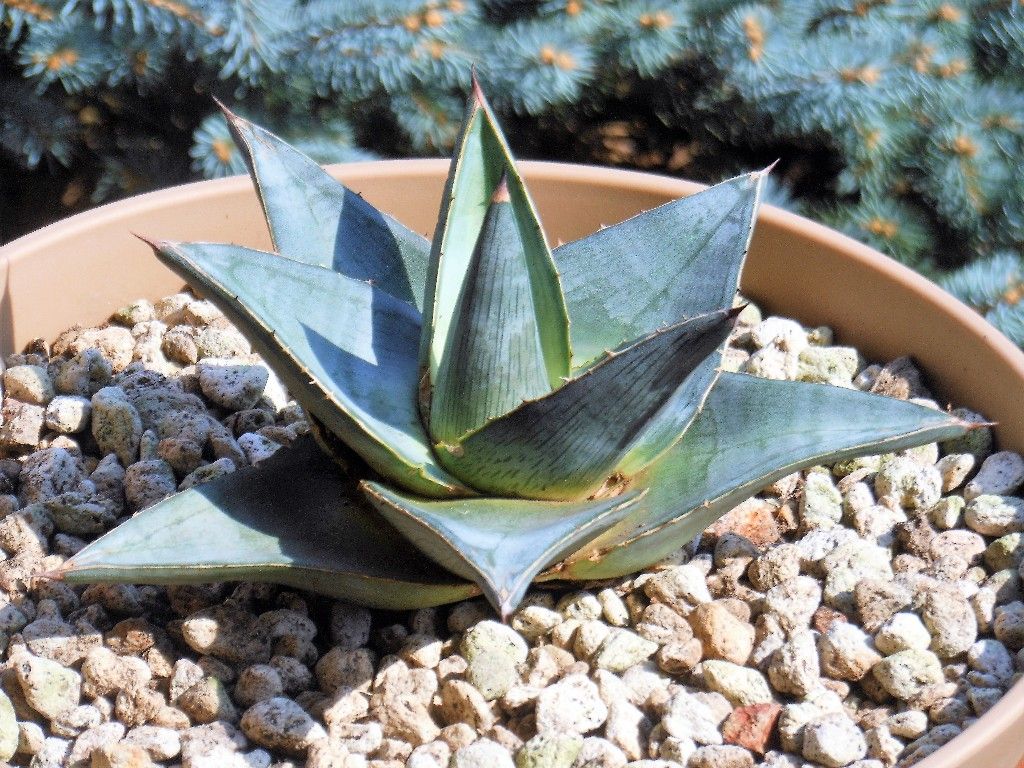 アガベ プミラ 中斑 激レア