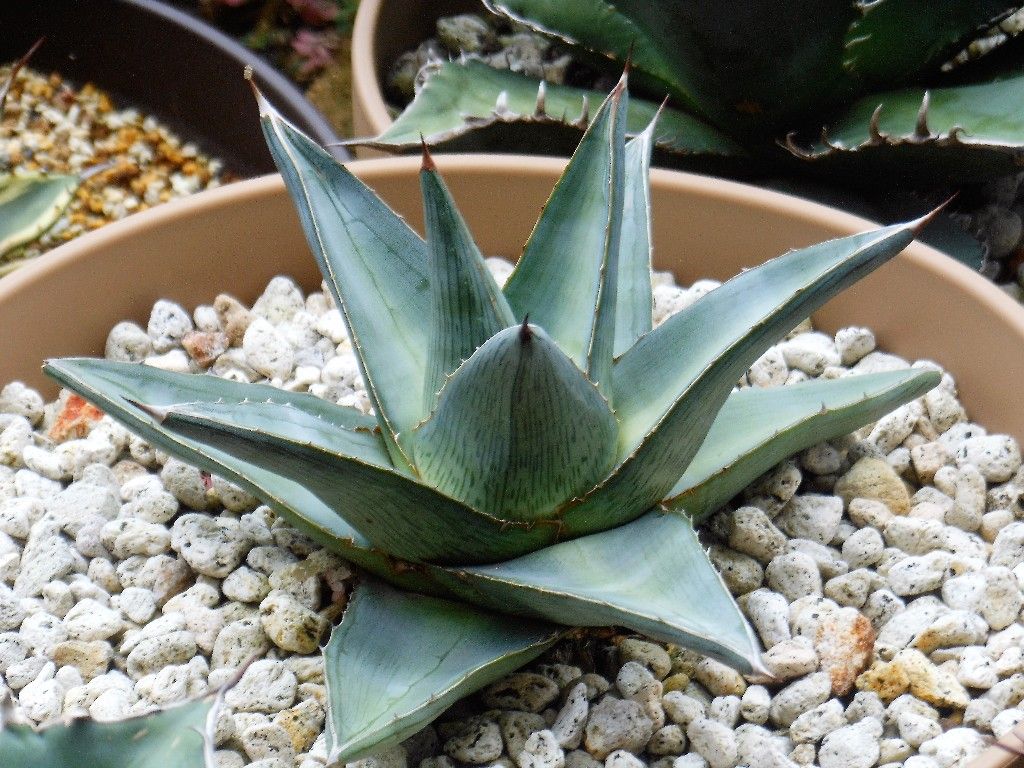 アガベ』 【プミラ】2 : 【My Favorite Plants】