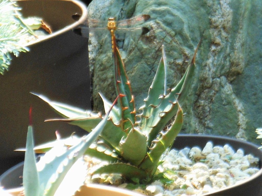 アガベ』 【キシロナカンサ】 : 【My Favorite Plants】