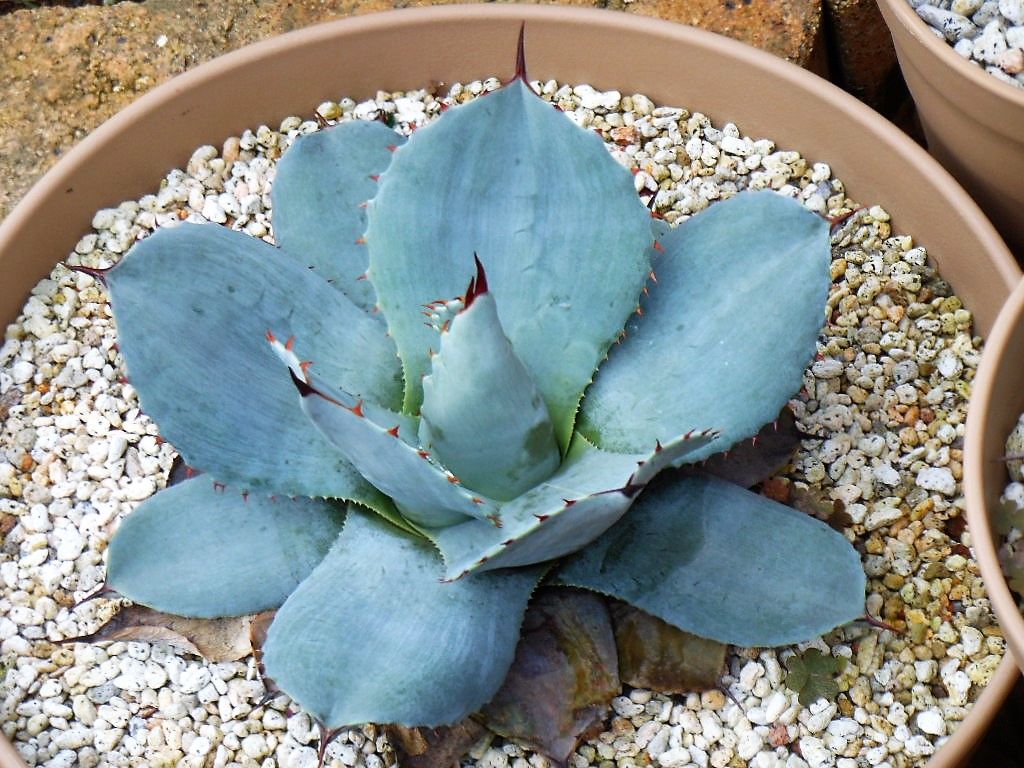 My Favorite Plants 18年03月08日