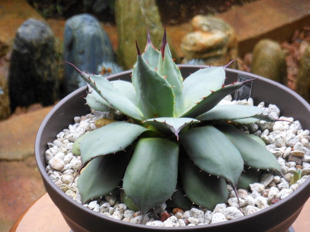 アガベ』 【アプラナータ クリームスパイク】 2-3 : 【My Favorite