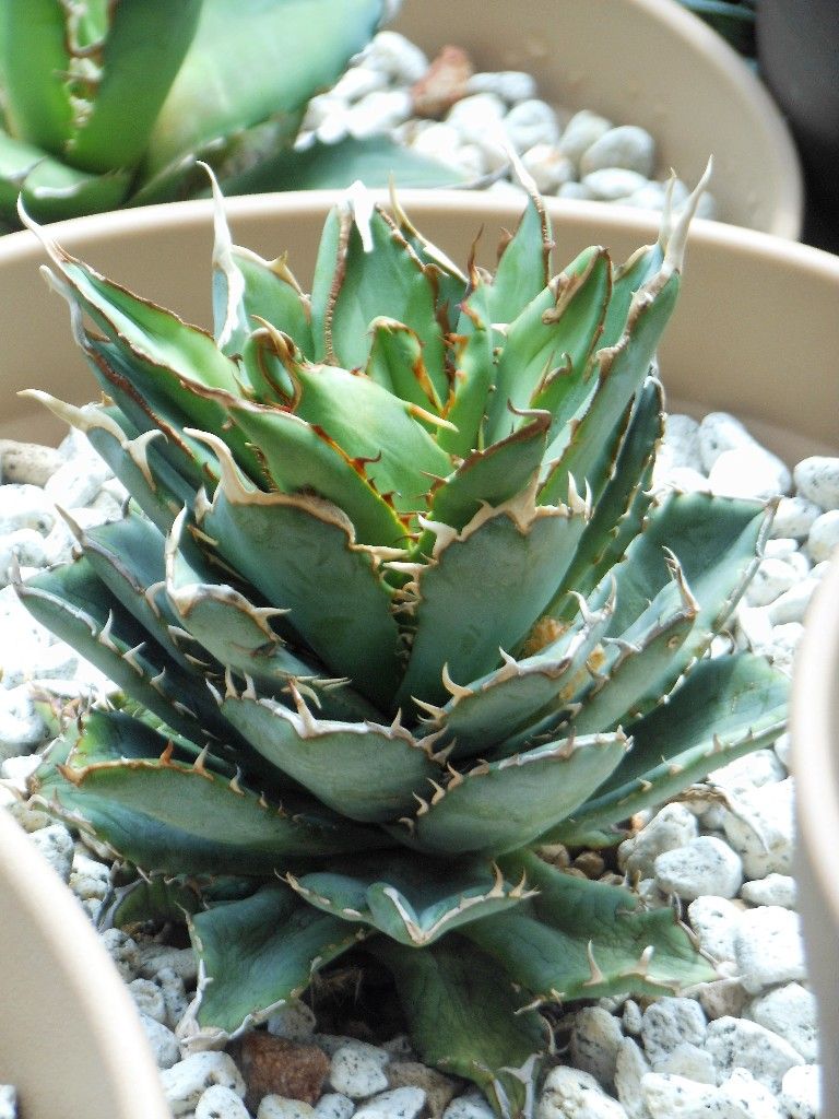 アガベ』 【チタノータ フィリグリー】 : 【My Favorite Plants】