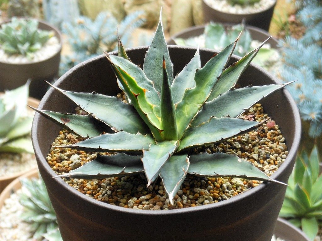 アガベ』 【ケリーズ モンスター】 : 【My Favorite Plants】