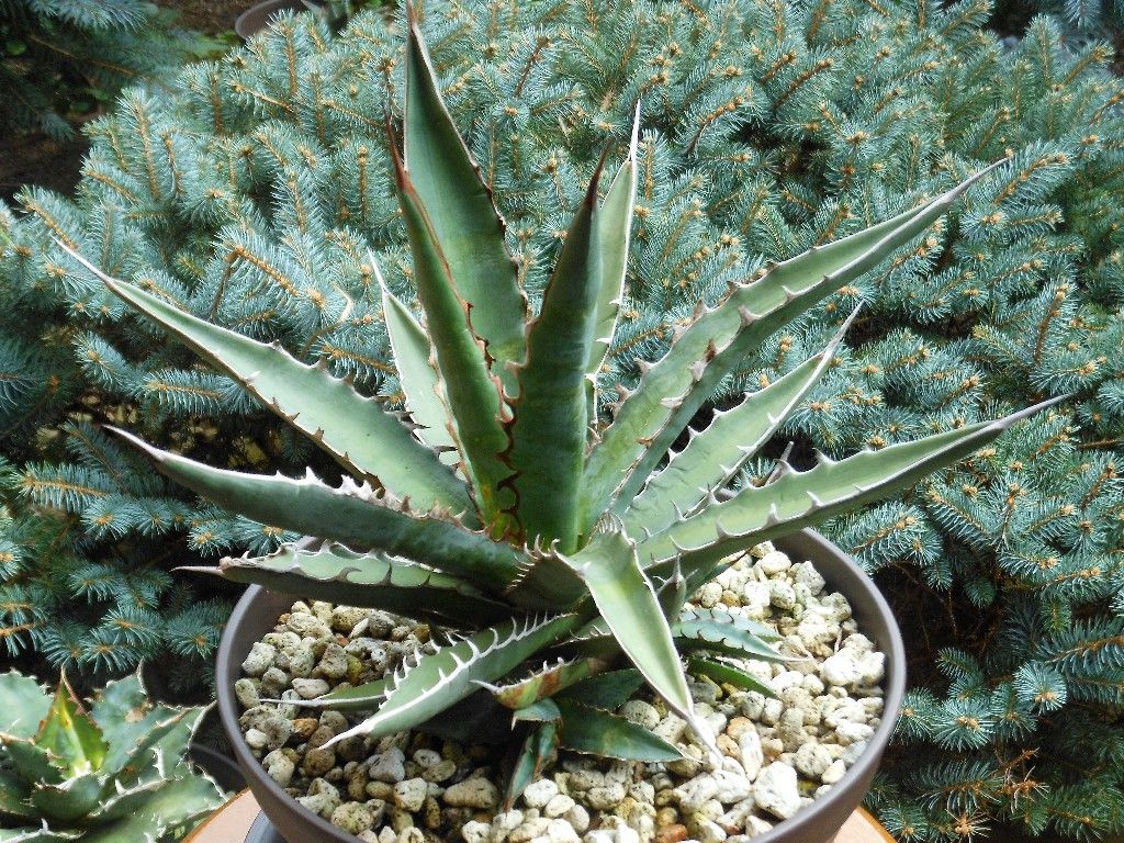 アガベ』 【キシロナカンサ】 : 【My Favorite Plants】