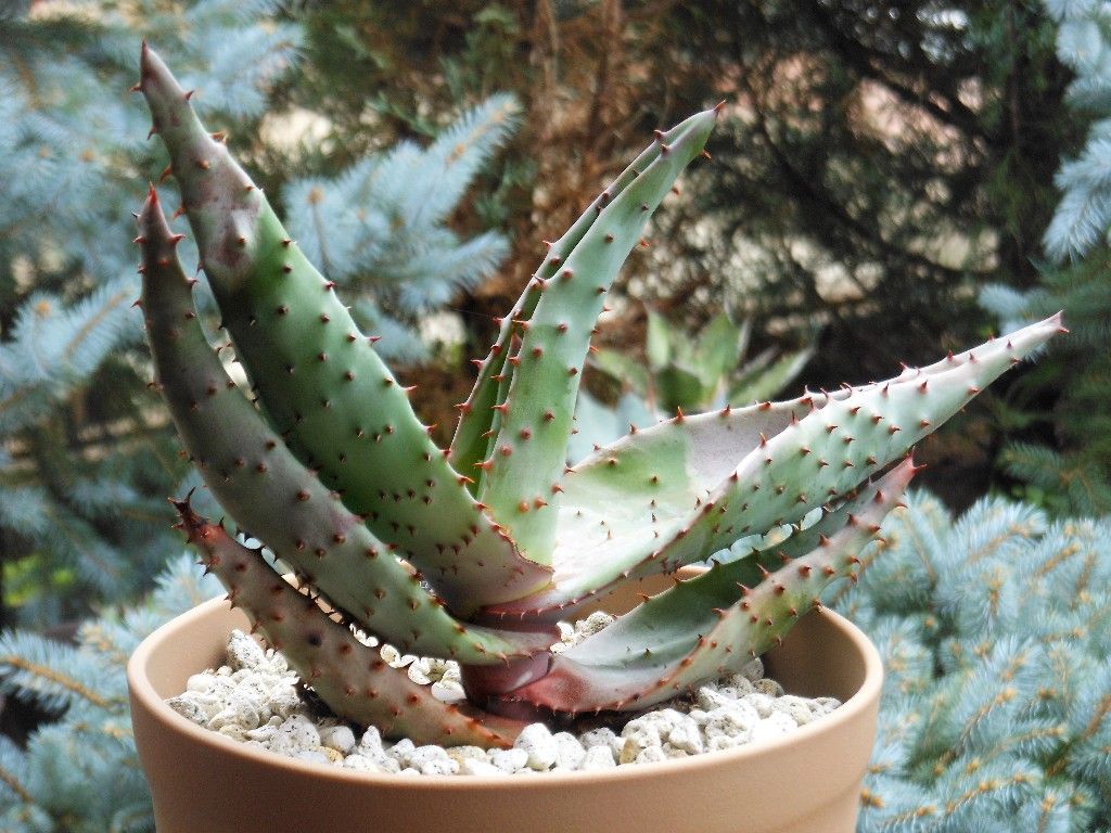 アロエ マルロシー 鬼切丸 My Favorite Plants