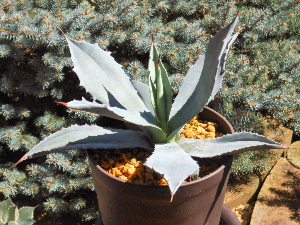 アガベ　ウィンテリアーナ　超特大株　リュウゼツラン　大株　アメリカーナ ❇青のリュウゼツラン（特大株） アガベ ウィンテリアーナ 超特大株