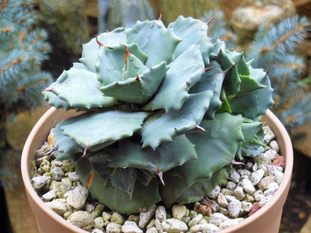 アガベ』 【イシスメンシス 王妃雷神】 : 【My Favorite Plants】