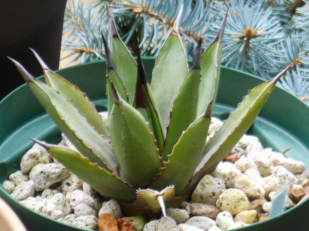アガベ』【リトルシャーク】 : 【My Favorite Plants】