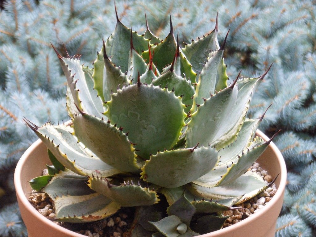 アガベ』 【トレードウィンズ】 ＆ 【鳳凰】 : 【My Favorite Plants】