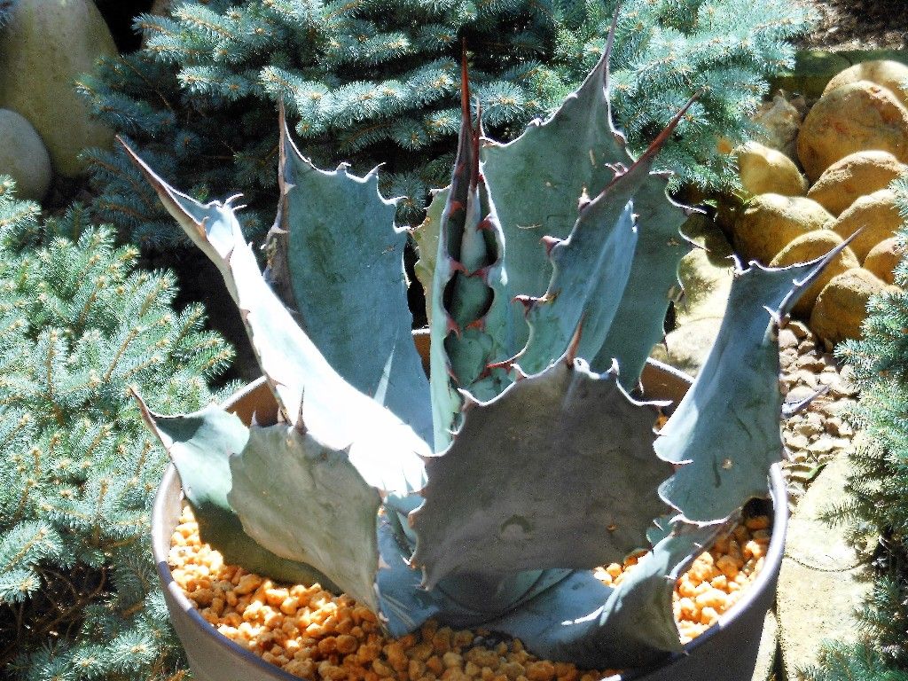 アガベ』 【コロラータ シュプリーム】 : 【My Favorite Plants】