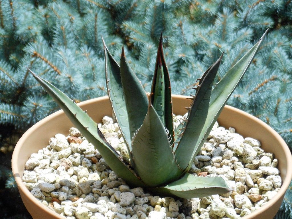 アガベ ハープソラム　ジェスブレイティ アガベ』 【パープソラム】or【ジェスブレイティー】（帝釈天