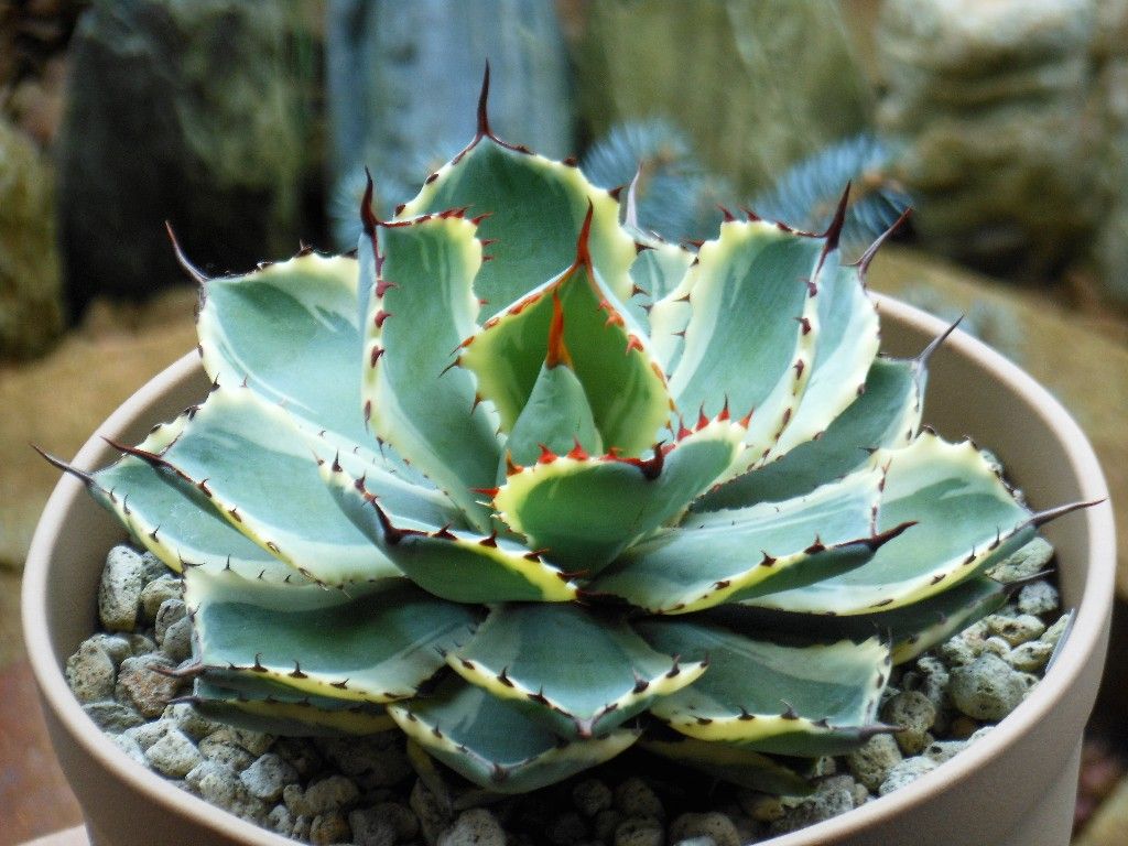 アガベ 吉祥冠錦中斑入り抜き苗発送 希少大株❕ アガベ 吉祥冠