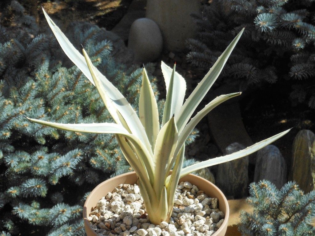 アガベ アンガスティフォリア　ミルキーホワイト アガベ アンガスティフォリア ミルキーウェイ agave ミルキーホワイト