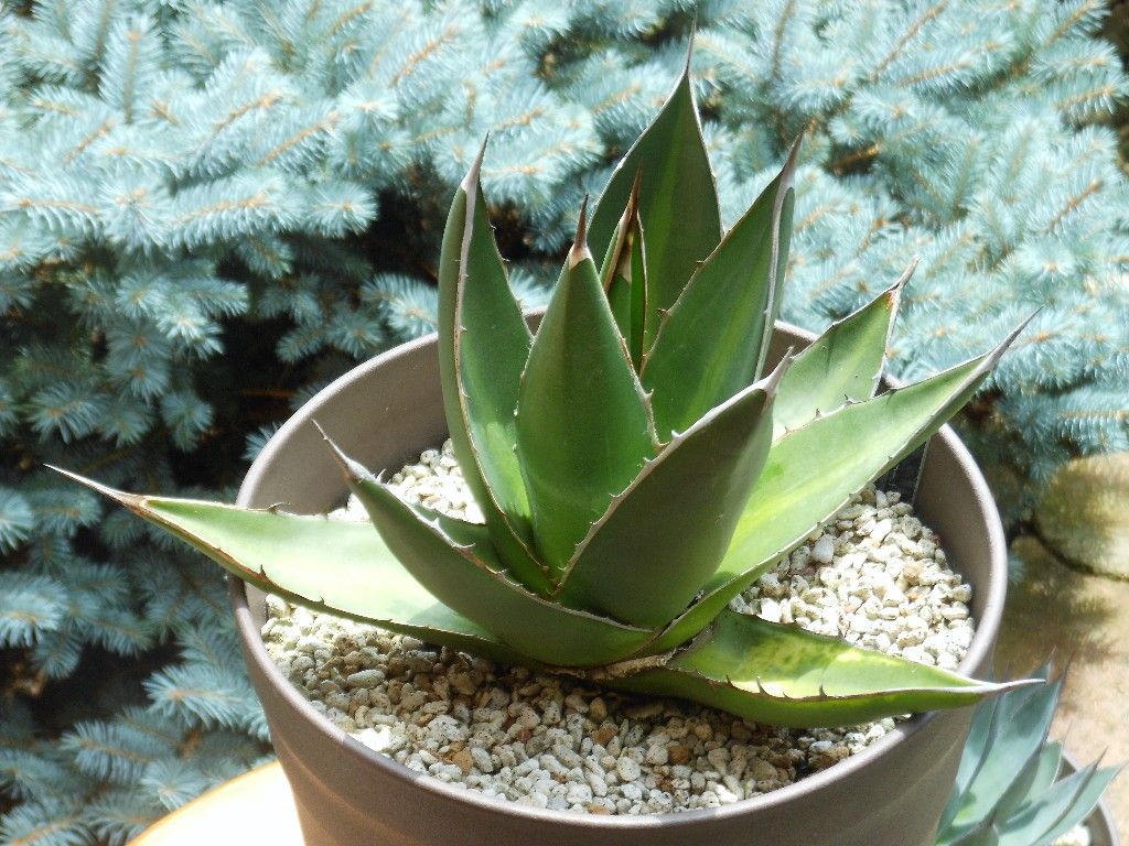 アガベ ハープソラム　ジェスブレイティ アガベ：ジェスブレイティ パープソラム 3.5号鉢植え の通販