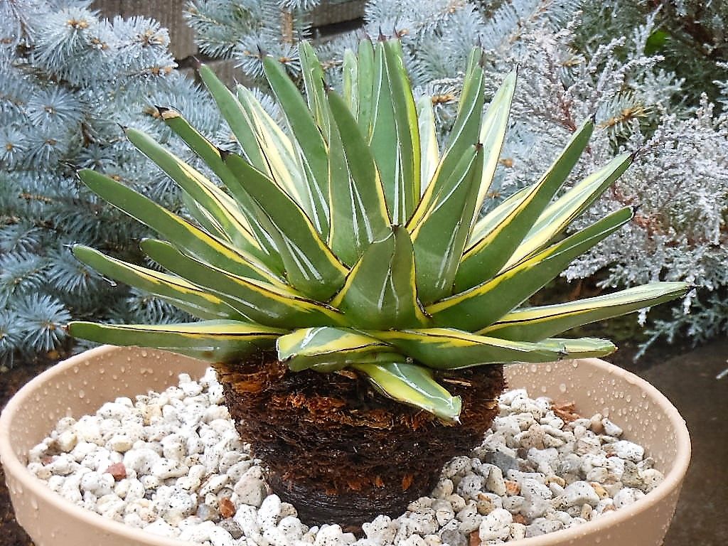 アガベ 姫笹の雪 黄覆輪斑 矮性 agave victoria-reginae