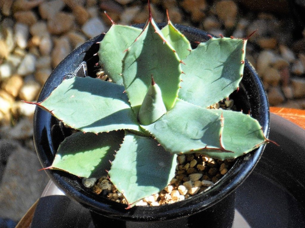 アガベ』 【パリー チワワ】2 : 【My Favorite Plants】