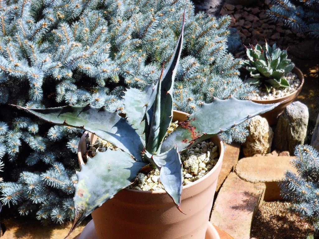 アガベ』 【ソブリアssp.ソブリア】 : 【My Favorite Plants】