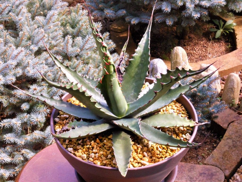 アガベ ジェントリージョーズ 鉤爪タイプ② アガベ ジェントリージョーズ 鉤爪タイプ① アガベ ジェントリー