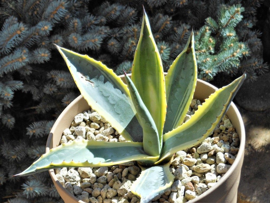 アガベ』 【ソブリアssp.ソブリア】 : 【My Favorite Plants】