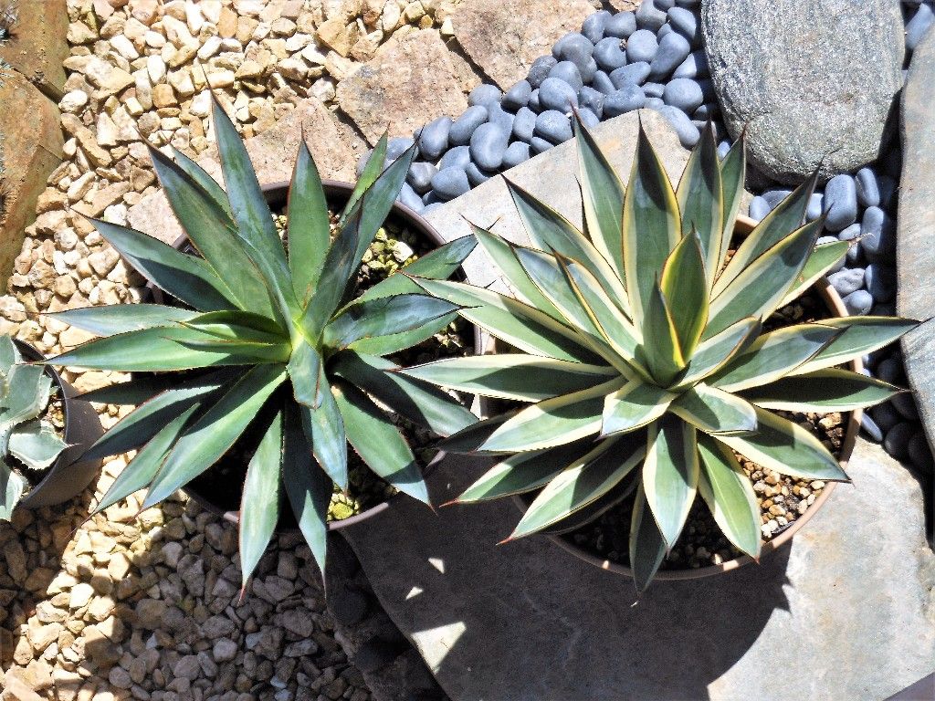 アガベ　スノーグロー　　（検　ブルーグロー　パリー 楽天市場】【現品・現物】アガベ・スノーグロー Agave hyb.'Snow