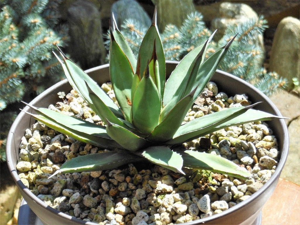 アガベ』 【ロイヤルスピン】 : 【My Favorite Plants】