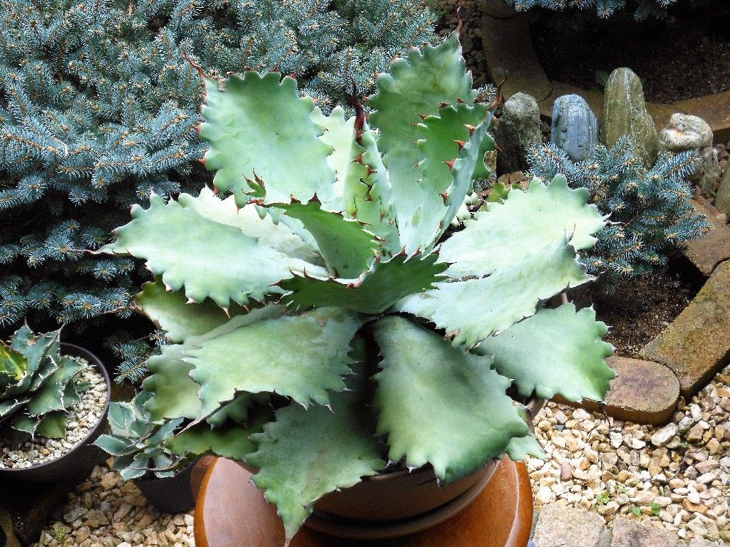 アガベ』 【キャメロンブルー】2 : 【My Favorite Plants】