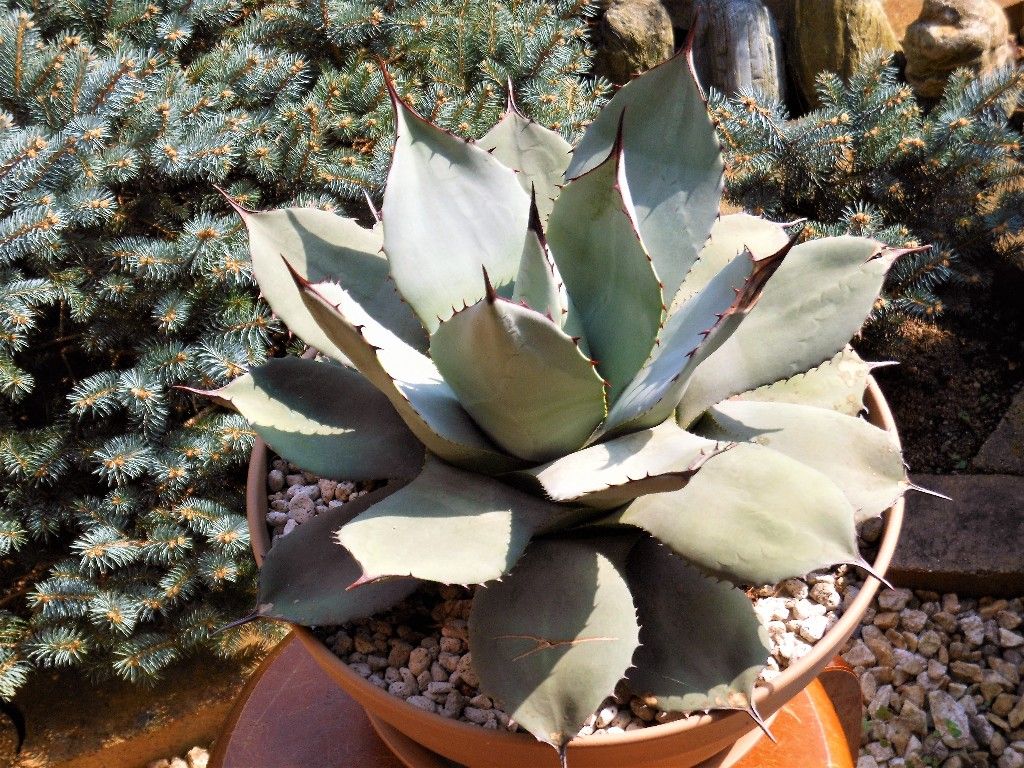 アガベ』 【パリー ホーチエンシス】2 : 【My Favorite Plants】