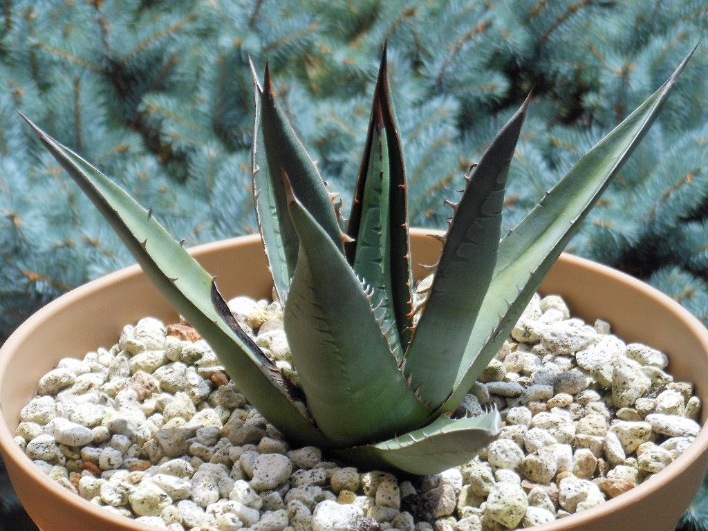 アガベ ハープソラム　ジェスブレイティ 選抜株】アガベ・ジェスブレイティ「パープソラム」 裏棘 3号ロング