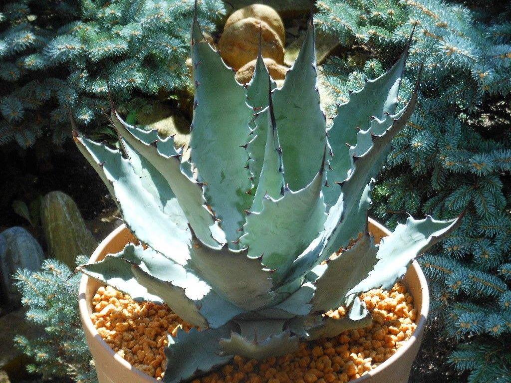 アガベ』 【コロラータ ハイブリッド】 : 【My Favorite Plants】