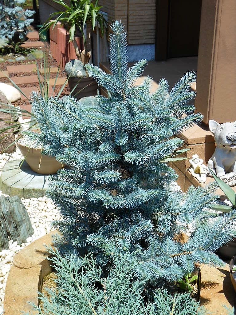 プンゲンストウヒ』 【ファットアルバート】 : 【My Favorite Plants】