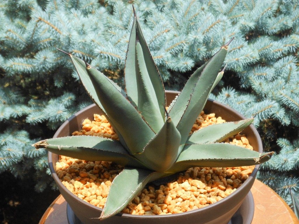 【現品】アガベ　ニグラ　”シャークスキン”　8号　Ｂ８番 現品】アガベ ニグラ ”シャークスキン” 8号 B8番 アガベ