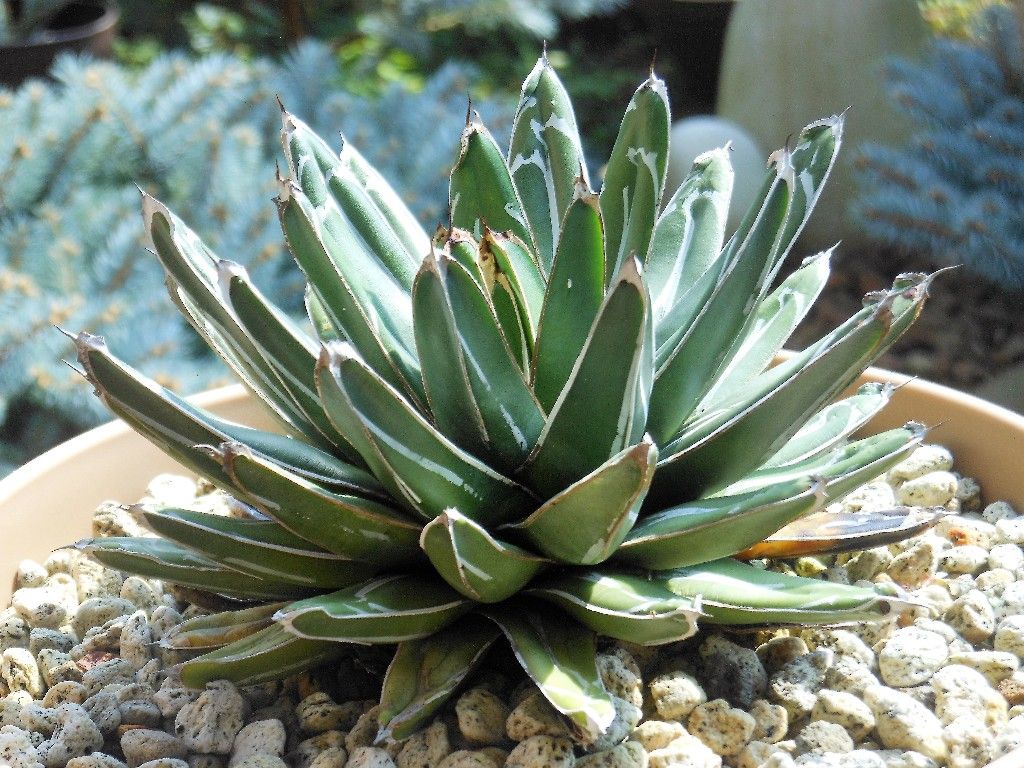 アガベ』 【笹吹雪】2 ＆ 【笹の雪】（ビクトリア レジーナ） : 【My