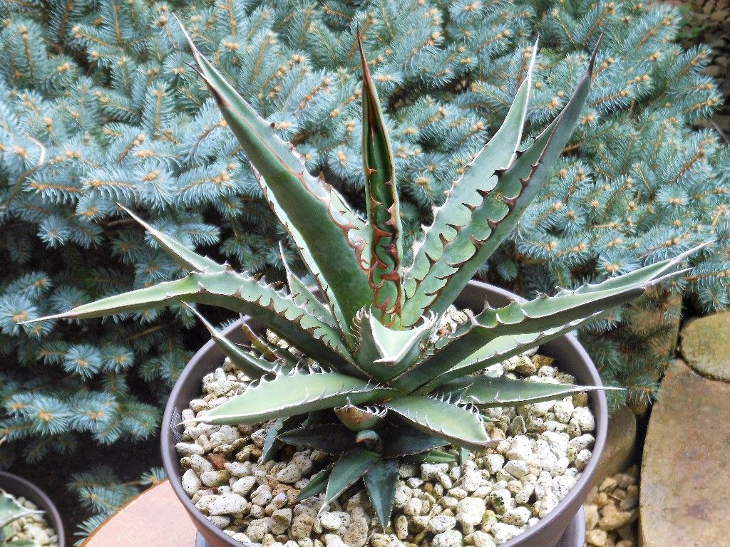 アガベ』 【キシロナカンサ】 : 【My Favorite Plants】