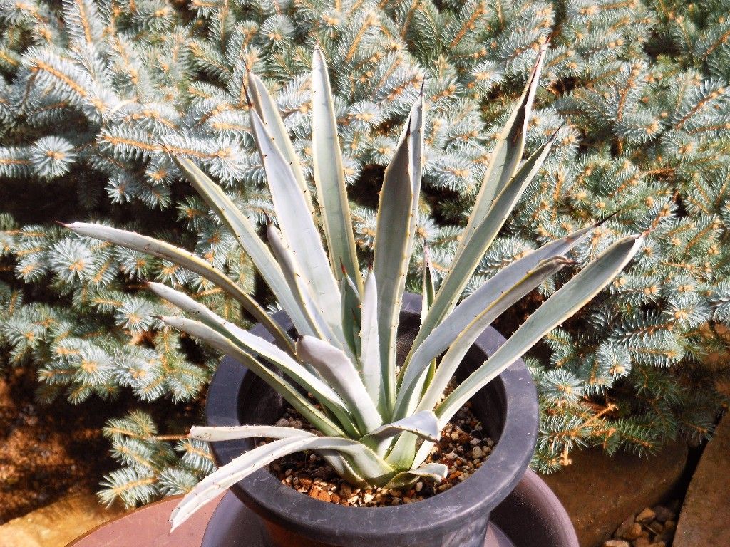 アガベ　マクロアカンサ　ブルーリボン　変わり斑　抜き苗送料込み アガベ・マクロアカンサ・ブルーリボン fromカトーエンゲー