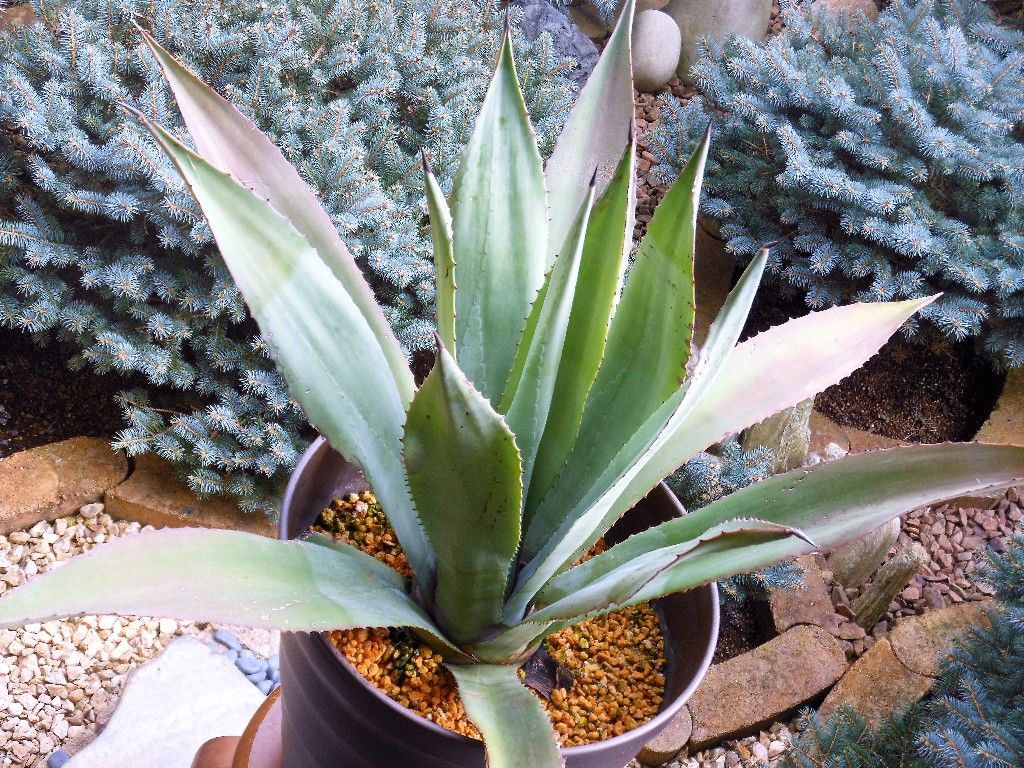 アガベ アメリカーナ アオノリュウゼツラン My Favorite Plants アガベ アメリカーナ アオノリュウゼツラン My Favorite Plants