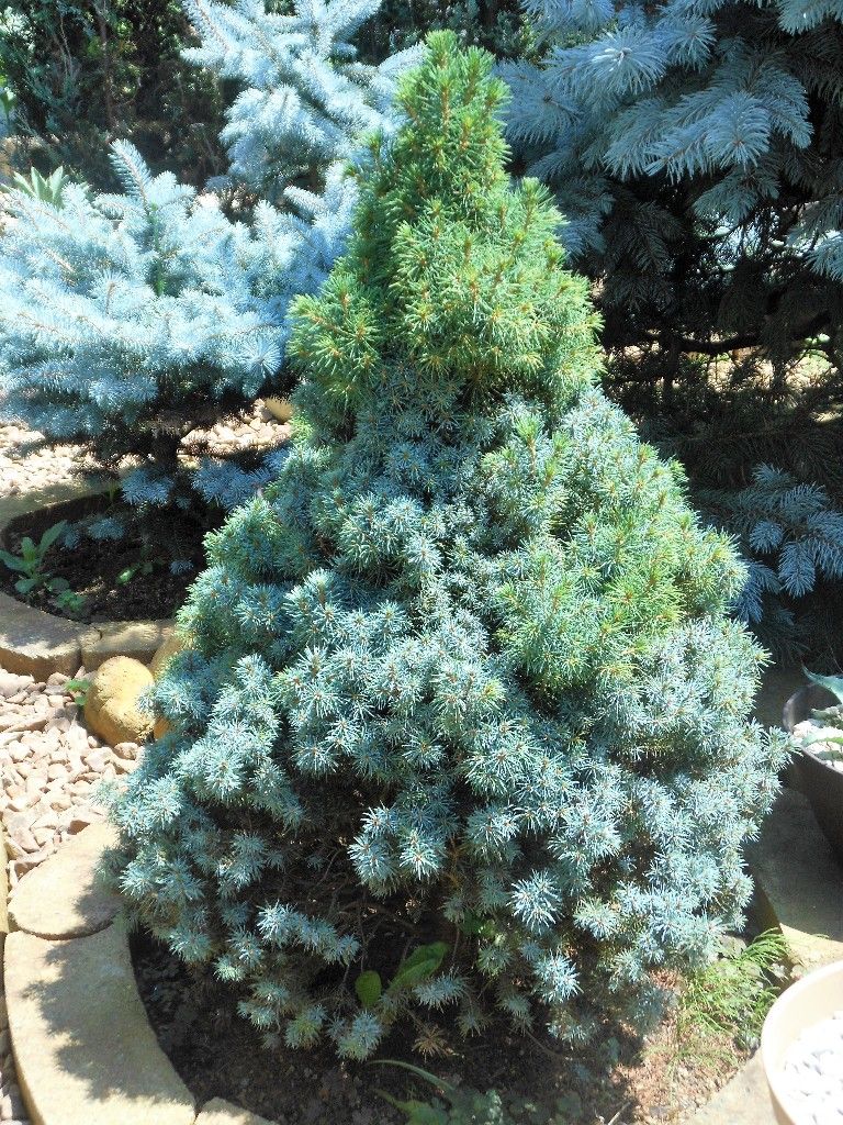 カナダトウヒ』 【アーネッソンズ ブルー】 : 【My Favorite Plants】