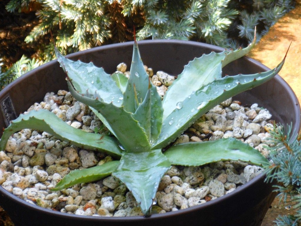 アガベ』 【オバティフォリア バンジー】 : 【My Favorite Plants】