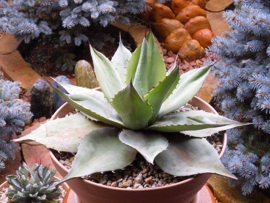 アガベ』 【オバティフォリア】 : 【My Favorite Plants】