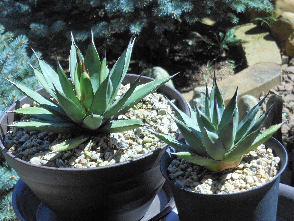 アガベ』 【ロイヤルスピン】 : 【My Favorite Plants】